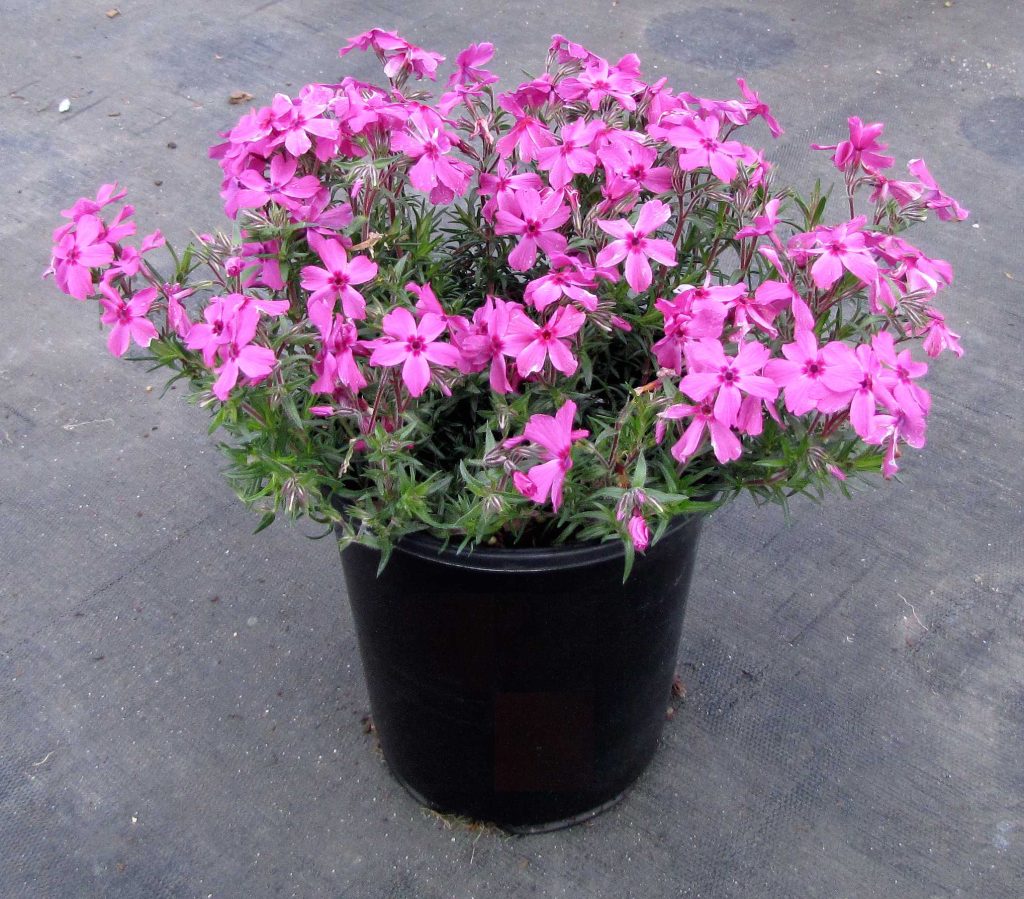 Флокс шиловидний — догляд, розмноження, види та секрети рясного цвітіння