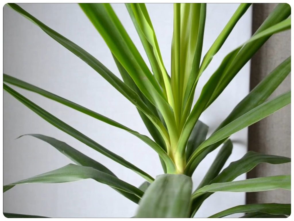 Юка кімнатна — догляд, пересадка, розмноження й секрети цвітіння