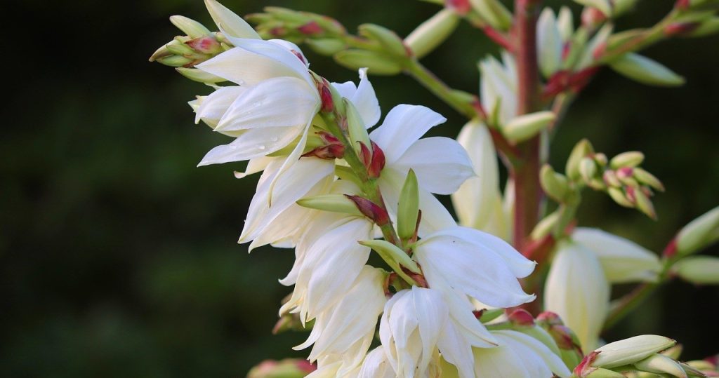 Юка садова: догляд, види та секрети цвітіння у відкритому ґрунті